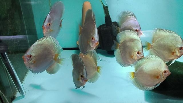 Еще одна неделя октября позади смотреть онлайн