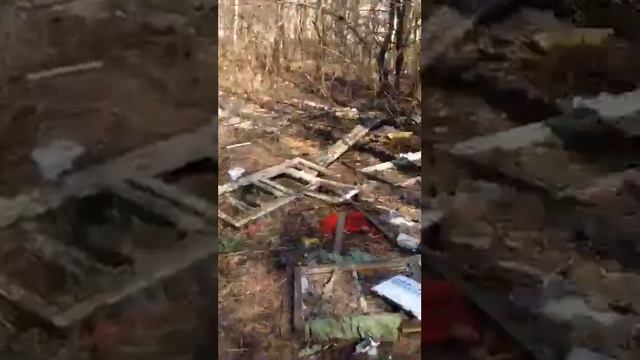 Лес помойка. Ногинск лес помойка. смотреть онлайн