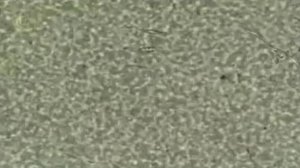 Физика. Броуновское движение