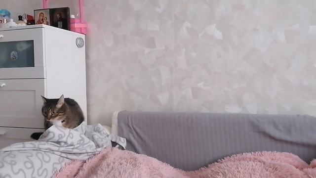 У КОШЕК ШОК🤯Скидывают снег с крыш 🥴Все попрятались смотреть онлайн