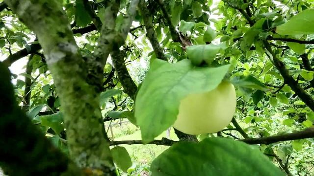 Живём на минимальную зарплату в Польше, сколько тратим в месяц/наша дача. смотреть онлайн