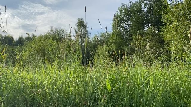 ПЕРЕПИШИ НА МЕНЯ ПОЛОВИНУ КВАРТИРЫ ИЛИ Я УЙДУ!... | Истории из жизни. смотреть онлайн