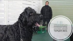 Догтренинг 729. Упражнения для служебных пород: доберман, чёрный терьер, ВЕО.