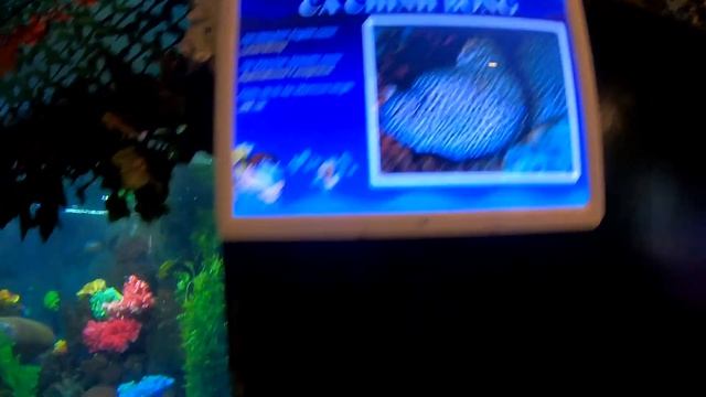 #асмр, #asmr, #шепот, #whisper АСМР ОКЕАНАРИУМ🦈/ШЕПОТ/ASMR AQUARIUM/WHISPER🐠 смотреть онлайн