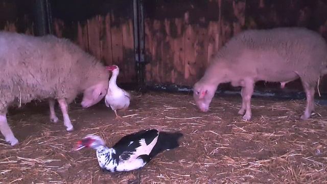 Brave Duck, Bully the Sheep смотреть онлайн