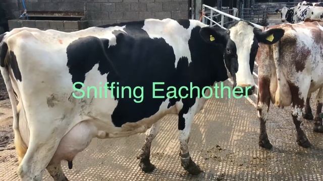Signs Of A Cow Bulling смотреть онлайн