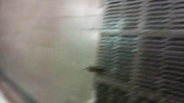 Крыса в московском метро, Чкаловская, 010912 смотреть онлайн