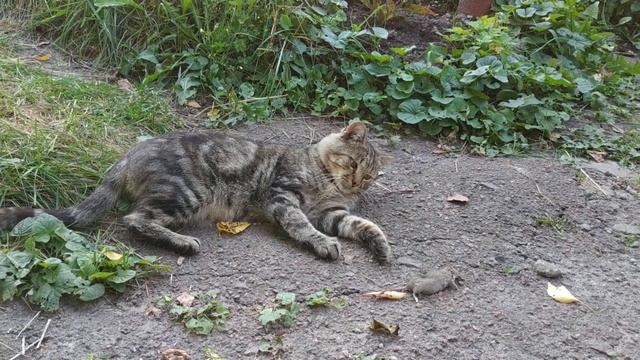 Кот поймал мышь 2 смотреть онлайн