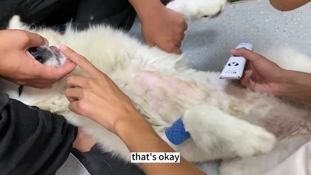 The dog who was almost dragged to death by the car was rescued, his eyes were full of gratitude смотреть онлайн