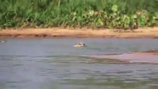 Amazing Jaguar Hunting Crocodile ... I Recommend