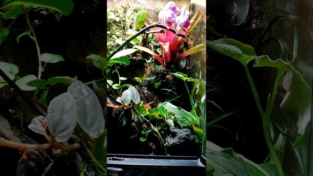 Палюдариум в террариуме exoterra часть 6 вроде бы. paludarium exoterra смотреть онлайн