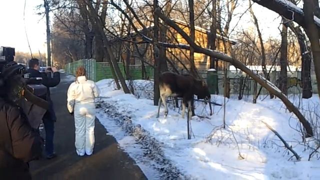 Сохатый в городе | Часть II смотреть онлайн