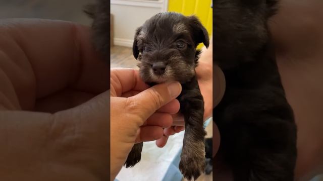 Charisma/Patriot pups 4 weeks old смотреть онлайн