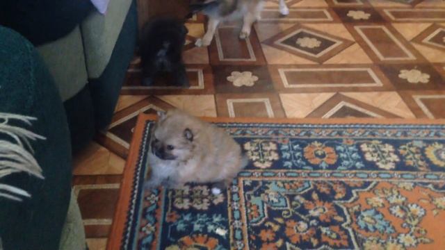 шпиц щенки 1 месяц