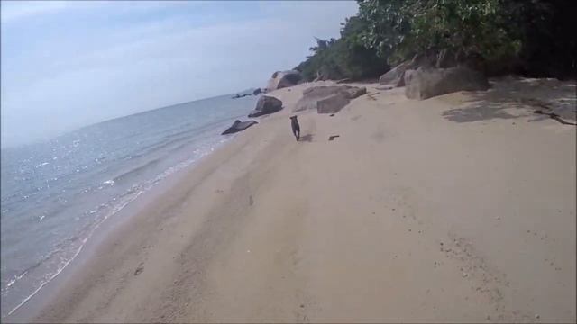 Koh Phangan Beach.. We stole some dogs - Travel Blog 18 смотреть онлайн
