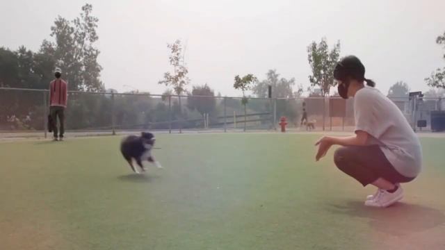 10 Reasons Why You Should Get An Australian Shepherd | Dog World смотреть онлайн