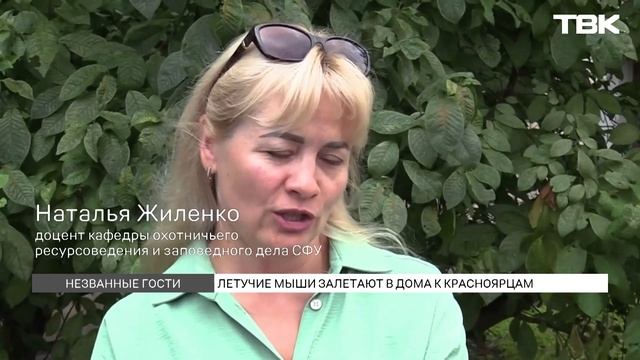 Залетела летучая мышь – что делать? смотреть онлайн