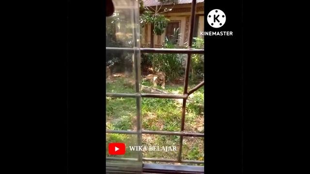 Safari journey dengan mobil jeep 4x4 - Safari Marine Park Bali Berasa di Jumanji смотреть онлайн