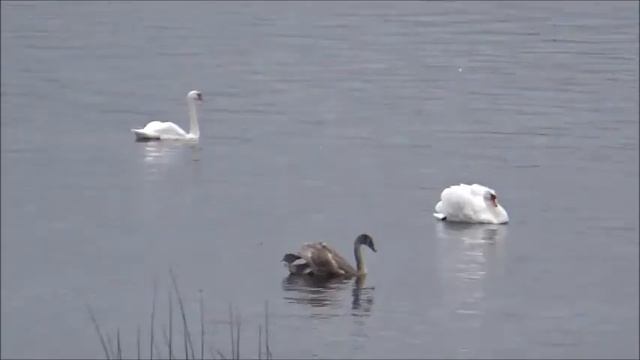 Променад в Кенгарагсе смотреть онлайн