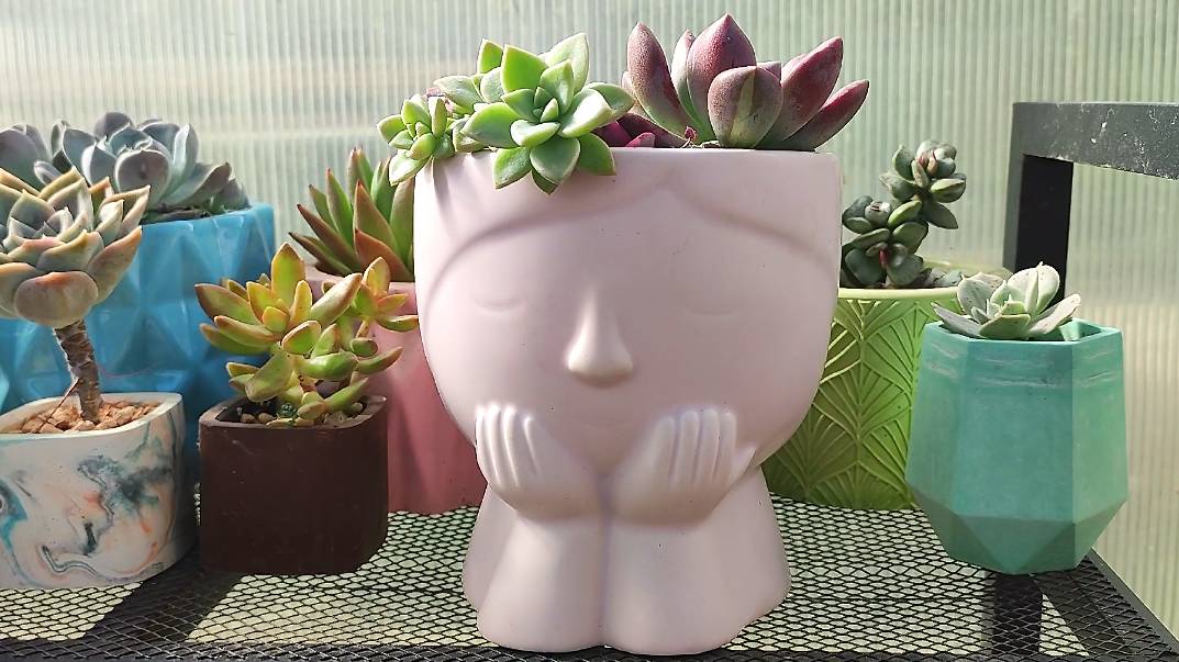 Пересадка церопегии Вуда в красивое кашпо смотреть онлайн