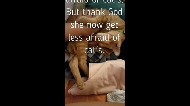 cat therapy смотреть онлайн