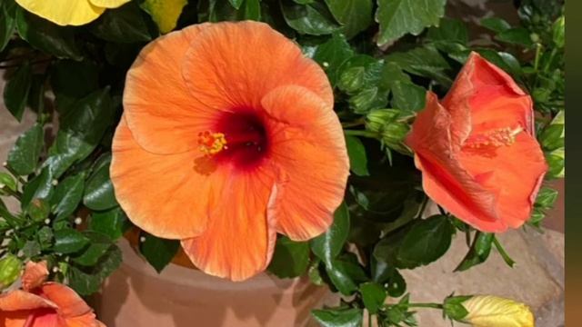 ☆ ДОБРОГО НЕПОВТОРИМОГО ДНЯ ТЕБЕ ☆! смотреть онлайн