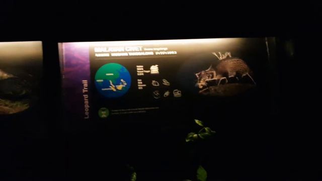 Singapore Night Safari: Leopard Trail