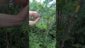 Прививка туи на штамб в открытом грунте.