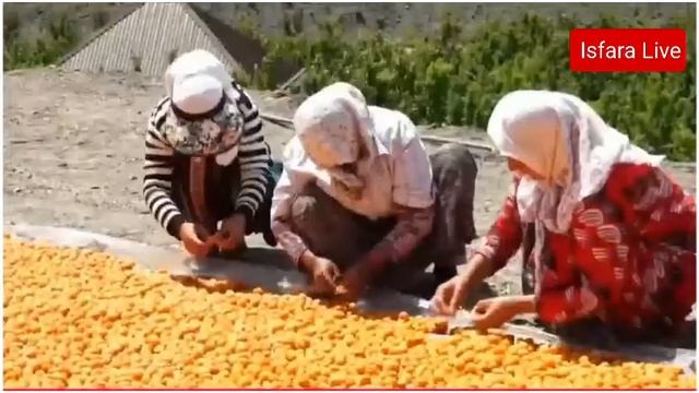 Зардолуи Исфара хушконидан. смотреть онлайн