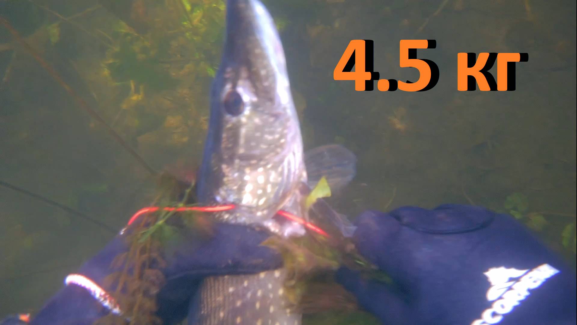 Подводная охота Трудовой поиск щуки на малой реке с арбалетом смотреть онлайн