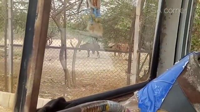 Karachi Safari park 2023 complete tour|Dianosour safari park comming soon |Adventure park смотреть онлайн