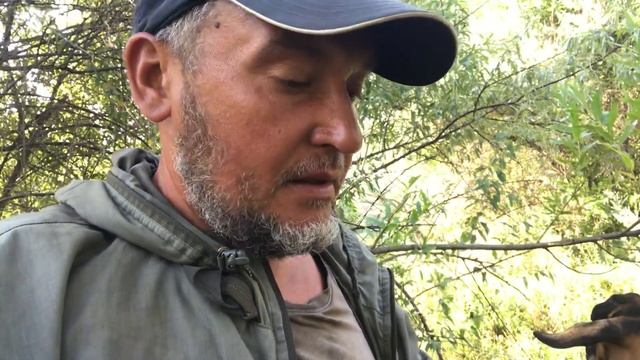 Профилактика паразитов у алабаев в России смотреть онлайн