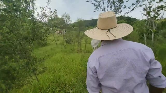 ®CHÁCARA GRANDE ÁGUA BOA RIO NASCENTE RANCHO 48.400 METROS-Código-2334- RECORDAÇÕES SERGIO HENRIQUE смотреть онлайн