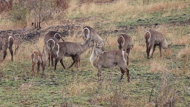 Exploring the Lower KRUGER PARK around MDLULI Safari Lodge and PRETORIUSKOP | Season 2, Day 4. смотреть онлайн