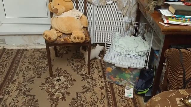 ВЛОГ: В квартире бардак. Готовлю быстроужин. Смешные кошки. Распаковка покупок. смотреть онлайн