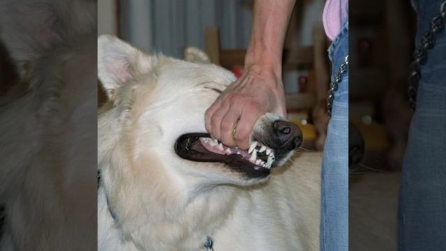 I’ll Be Okay - Sign Crushes Motorist(full Album)