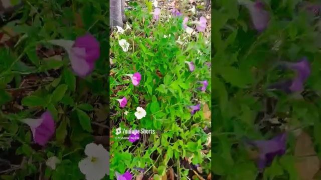 #shorts #осень#Кострома смотреть онлайн