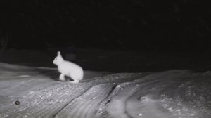 НЕИЗВЕДАННАЯ АРКТИКА НА ВНЕДОРОЖНИКАХ TOYOTA. ПОСЁЛОК УЭЛЕН ЧУКОТКА, ДОЕХАЛИ ДО АМЕРИКИ (АНОНС).