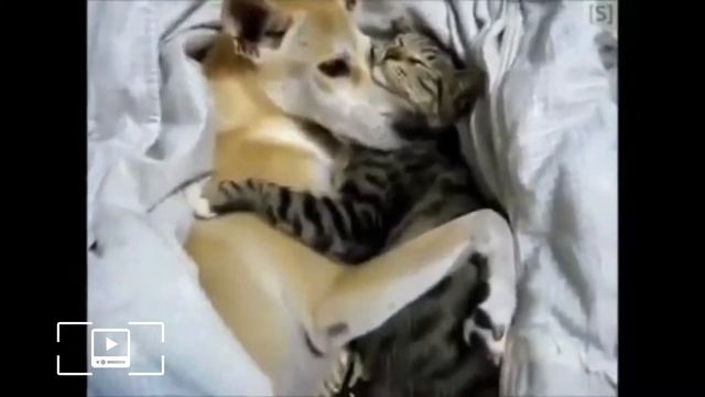 Дружба котов и собак смотреть онлайн