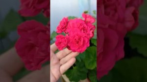 Пеларгония ИВ Майя Плисецкая !