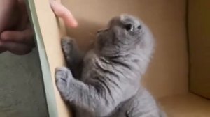 Почему Сильвер злой - я поняла причину / Злой Британец / смешные животные