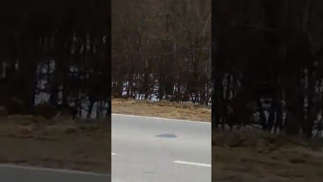 В Развильном Медведи! смотреть онлайн