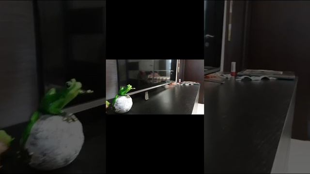 2 ком. Квартира смотреть онлайн