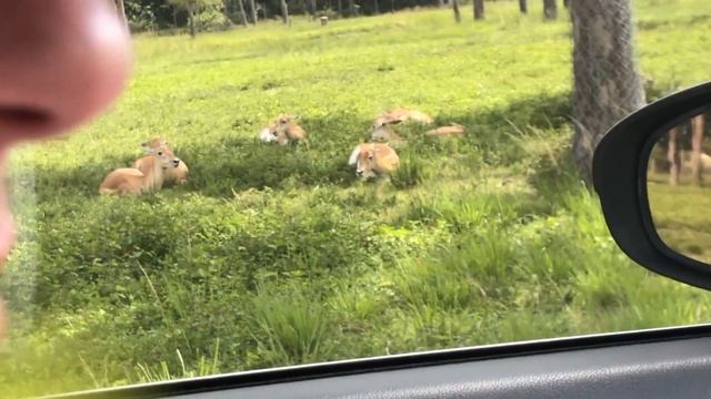 Vlog spend a day with us a the Safari смотреть онлайн