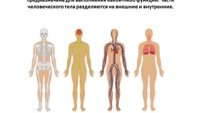 Урок Анатомии. Тема: "Как устроено тело человека"? смотреть онлайн
