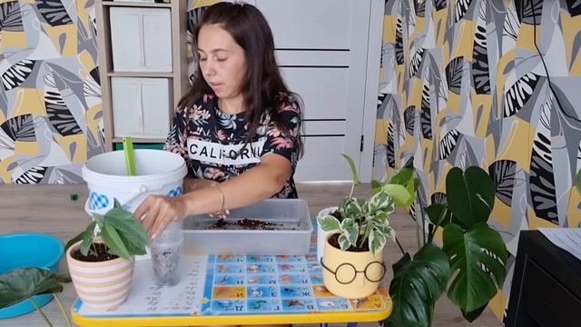 Большая пересадка комнатных растений🌿 Монстера, эпипремнумы и даже 🌵. А так же новинки растений. смотреть онлайн