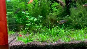 Нано аквариум