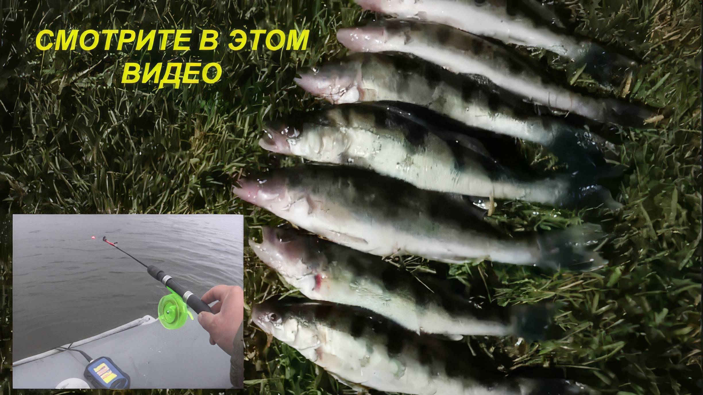 Крупный Берш на зимнюю удочку! смотреть онлайн