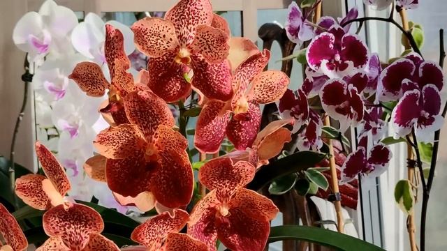 ❗️МОЙ ПРИНЦИП, КОТОРЫЙ НЕ НАРУШАЮ! ТРИ ВИДА ОРХИДЕЙ ЗА 20 МИН. 🟰ТРИ РЕКОРДСМЕНКИ С ПЫШНЫМ ЦВЕТЕНИЕМ смотреть онлайн