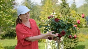 Сорта роз, которые отлично зимуют, устойчивые и дивно пахнут. Проверены на Урале